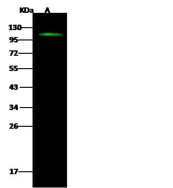 HSP90 / Heat Shock Protein 90 Antibody (Preservative Free)