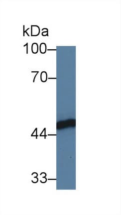 FKBPL Antibody (aa1-349)