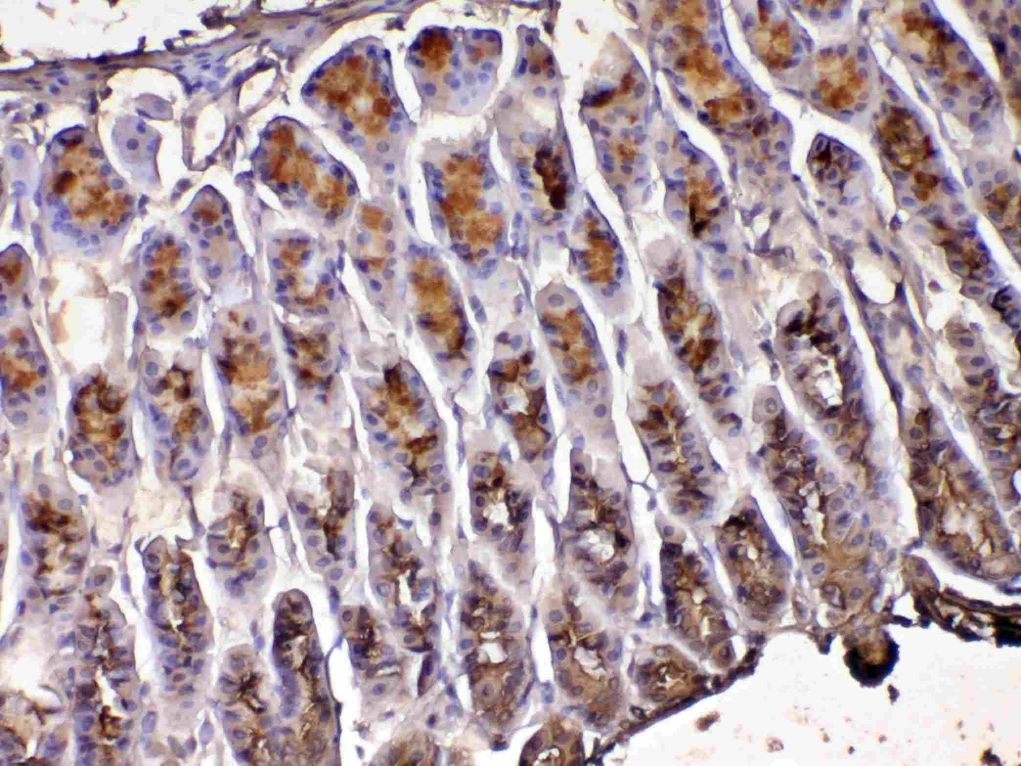 TFF1 / pS2 Antibody