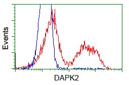 DAPK2 / DAP Kinase 2 Antibody (clone OTI1C5, Carrier-free)