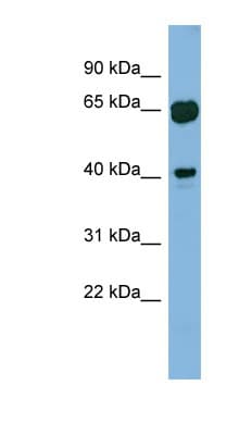 GRAB / RAB3IL1 Antibody (aa143-192)