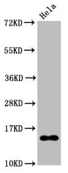 HIST1H2BB Antibody