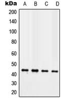 TAZ Antibody (Internal)