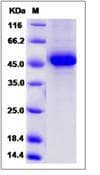 Mouse TNFSF13 / APRIL Protein (Recombinant Human IgG1 Fc, N-terminus)