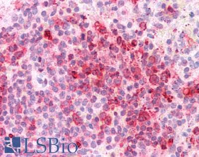 AZU1 / Azurocidin Antibody (aa23-247)
