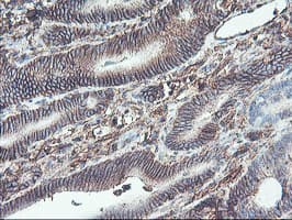 NPTN / SDR1 Antibody (clone OTI3C4, Carrier-free)