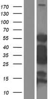 SMTNL2 Protein (Over-Expression Lysate Myc-DDK (Flag))