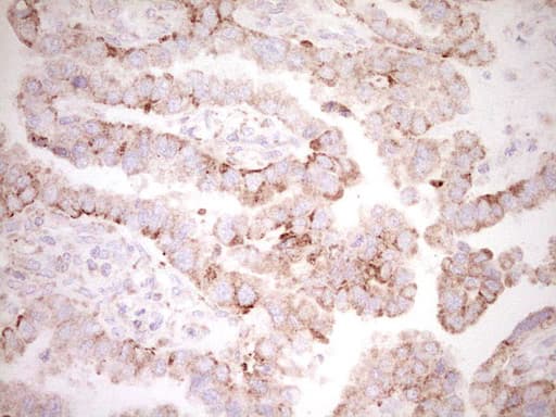 BHLHE41 / BHLHB3 / SHARP1 Antibody (aa1-297, clone OTI8A8)