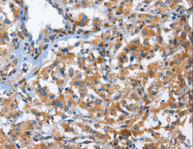 CD244 Antibody