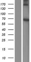 Human PCYOX1L Protein (Over-Expression Lysate Myc-DDK (Flag))