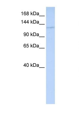 Polyclonal Rabbit anti-Human WDR3 Antibody (C-Terminus, WB)