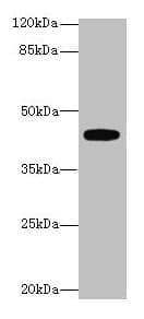 LPAR4 / GPR23 Antibody