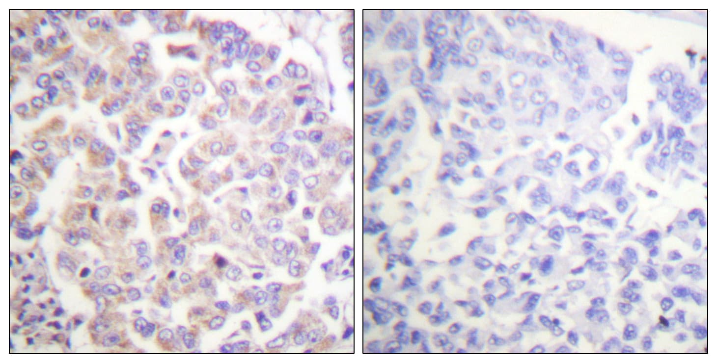ANAPC1 / APC1 Antibody (phospho-Ser688)