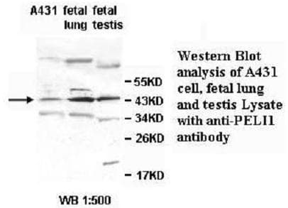 PELI1 / Pellino 1 Antibody (aa145-404)