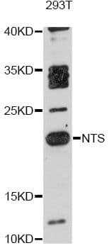 NTS / NT / Neurotensin Antibody