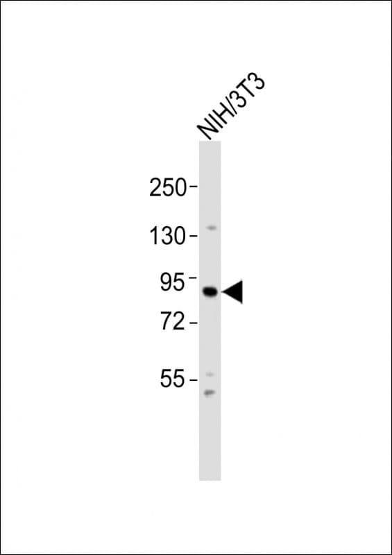 RPS6KA4 / MSK2 / RSK-B Antibody (aa720-754)