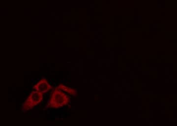 HLA-H Antibody