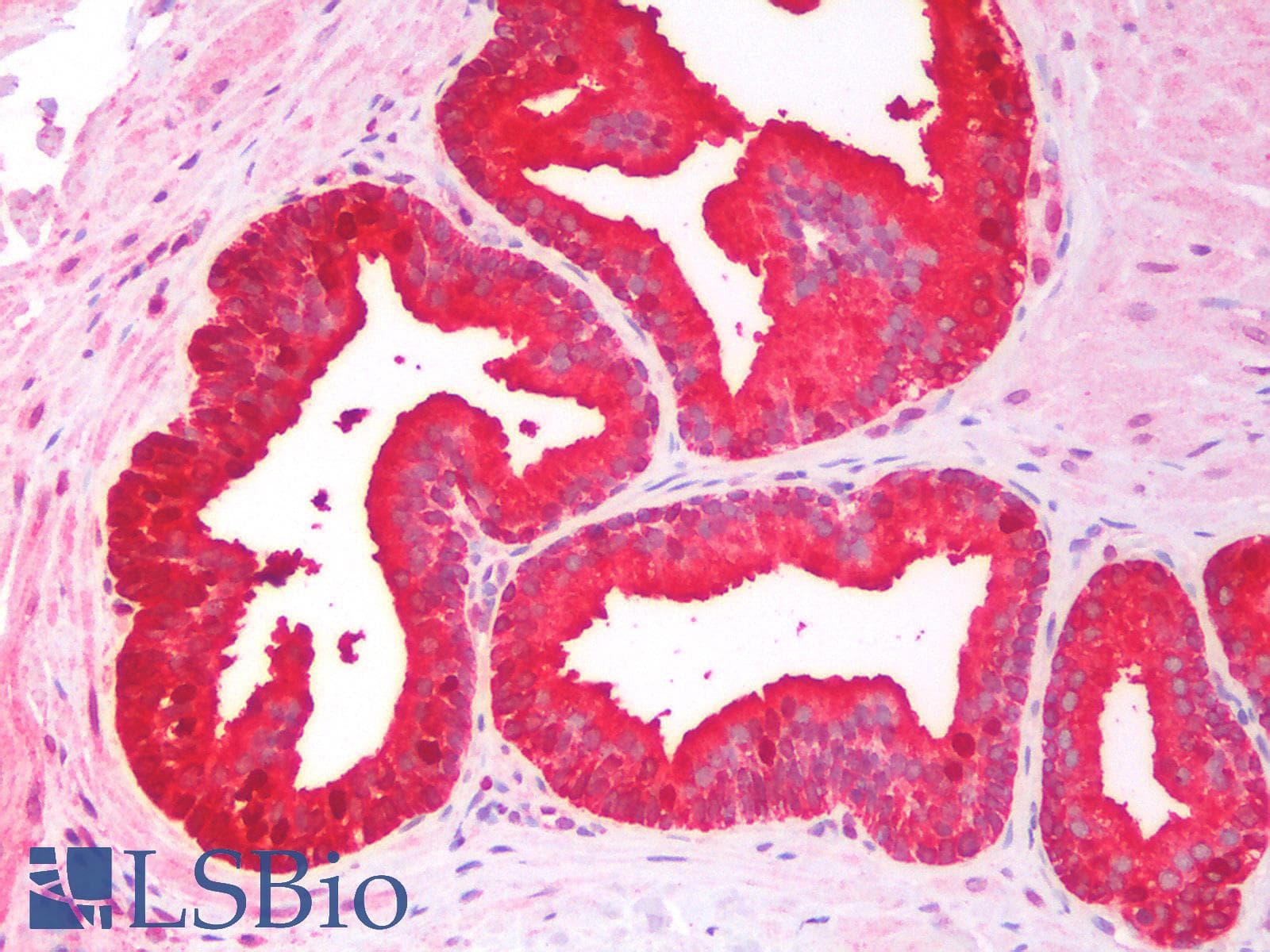 IHC-plus™ CD275 / B7-H2 / ICOS Ligand Antibody