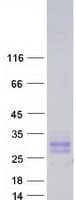 Human CD99L2 Protein (Recombinant Myc-DDK (Flag))