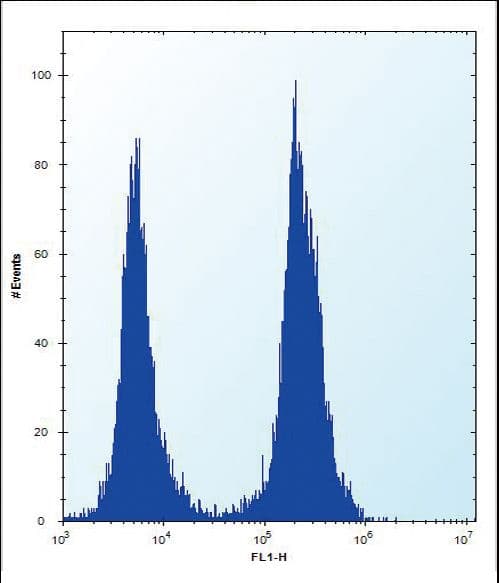 Polyclonal Rabbit anti-Human SLC16A10 Antibody (aa301-329, IHC, WB)