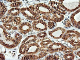 ERGIC-53 / LMAN1 Antibody (clone OTI1C5)