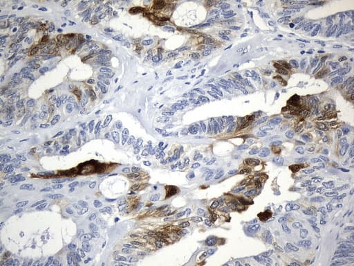 IDO1 / IDO Antibody (clone UMAB251)