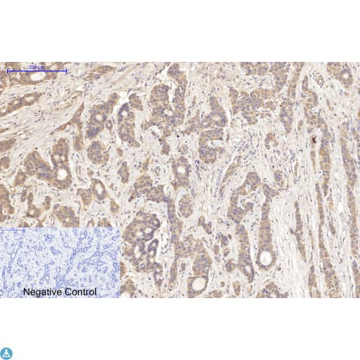 TUBA1B / Tubulin Alpha 1B Antibody