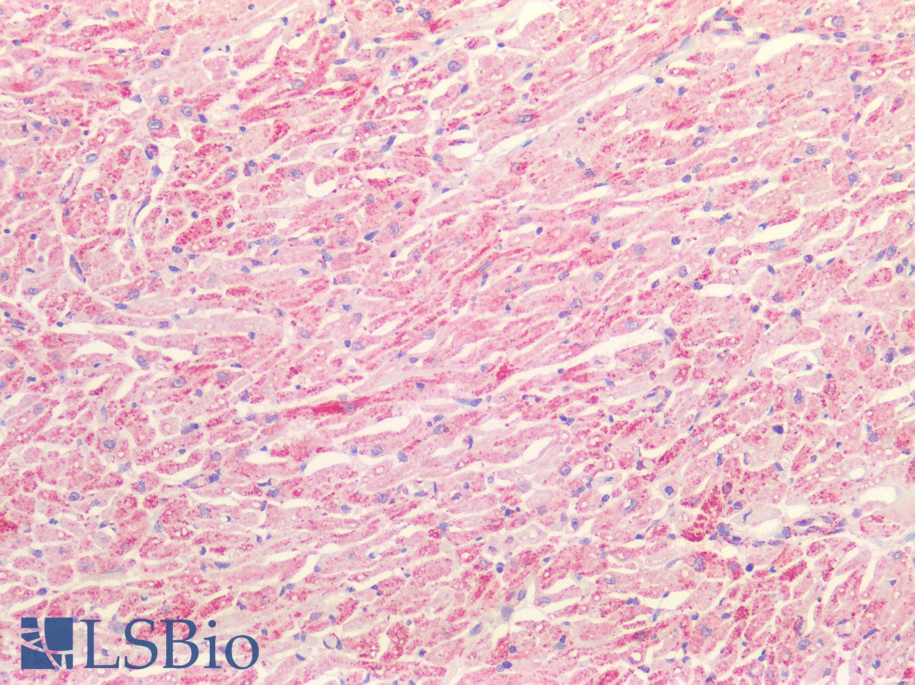 IHC-plus™ DLAT / PDC-E2 Antibody