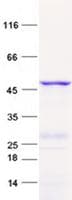 Human SLC35A2 / UGT Protein (Recombinant GST, N-terminus + His, C-terminus)
