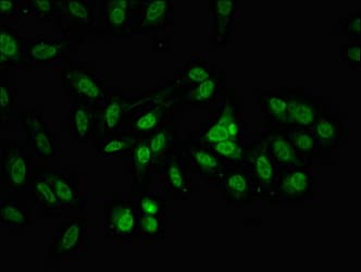 ALY / THOC4 Antibody