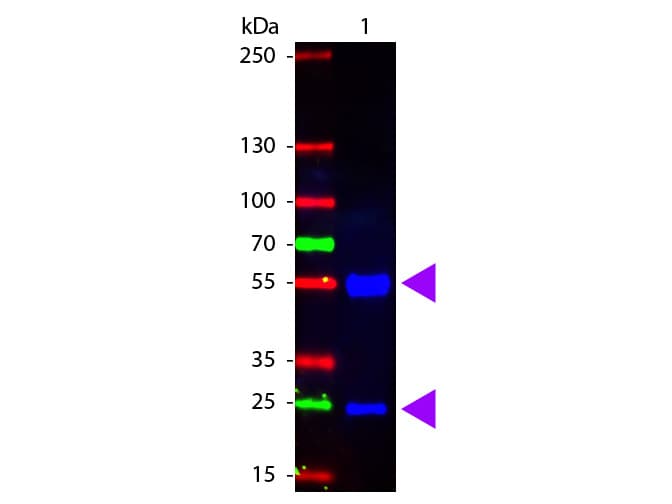 Polyclonal Rabbit Anti-Pig IgG Secondary Antibody (FITC, IF, WB)