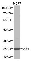 AK4 / Adenylate Kinase 4 Antibody