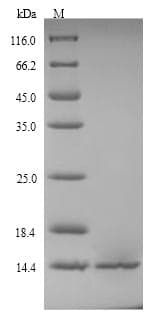 Shigella flexneri grxD Protein (Recombinant 6His, N-terminus)