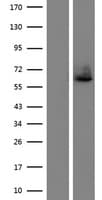 LILRA4 / ILT7 Protein (Over-Expression Lysate Myc-DDK (Flag))