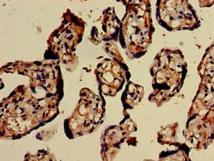 CHD5 Antibody