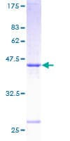 Human SAR1A / SAR1 Protein (Recombinant GST)