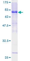 Human LW-1 / HSFX1 Protein (Recombinant GST)