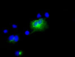 Monoclonal Mouse anti-Human LIPG / Endothelial Lipase Antibody (clone OTI3C4, Carrier-free, IHC, IF, WB)