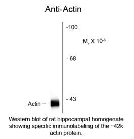 Actin Antibody (clone C4)