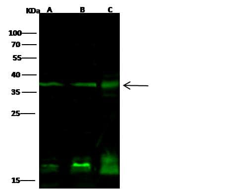 Polyclonal Rabbit anti-Human PTF1A Antibody (Preservative Free, IF, WB)