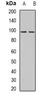 AXL Antibody (C-Terminus)