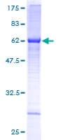 Human ALG5 Protein (Recombinant GST)