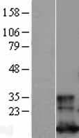 GLRX / Glutaredoxin Protein (Over-Expression Lysate Myc-DDK (Flag))