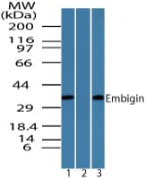 EMB/ Embigin Antibody (aa130-180)
