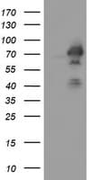 GCP60 / ACBD3 Antibody (clone OTI1G2)