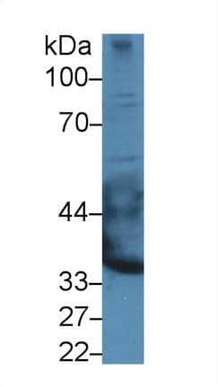 DSPG3 / Epiphycan Antibody (aa130-322, PE)