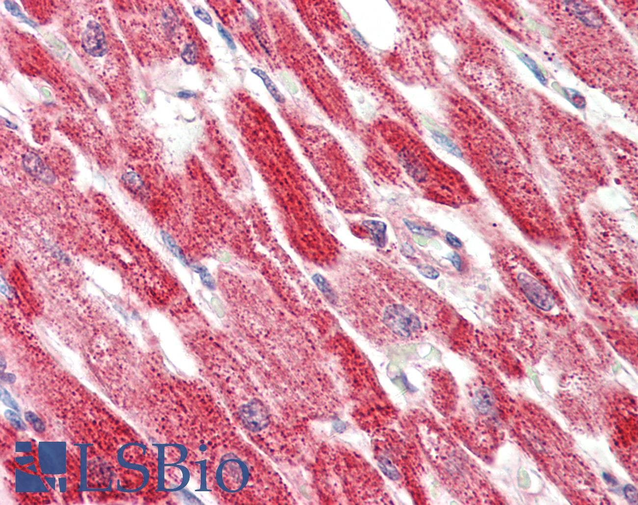 PJA2 Antibody (aa24-73)