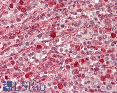 GBP2 Antibody (aa74-123)