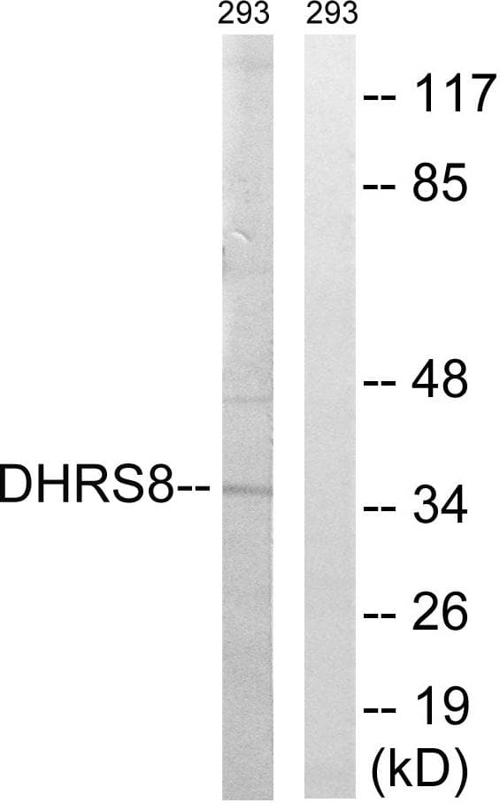 HSD17B11 Antibody