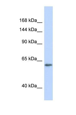 RBL2 / RB2 p130 Antibody (aa442-491)